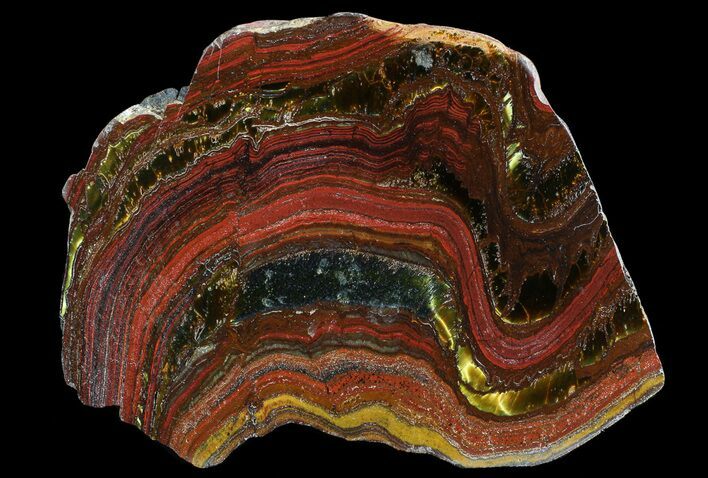 Polished Tiger Iron Stromatolite - ( Billion Years) #65322